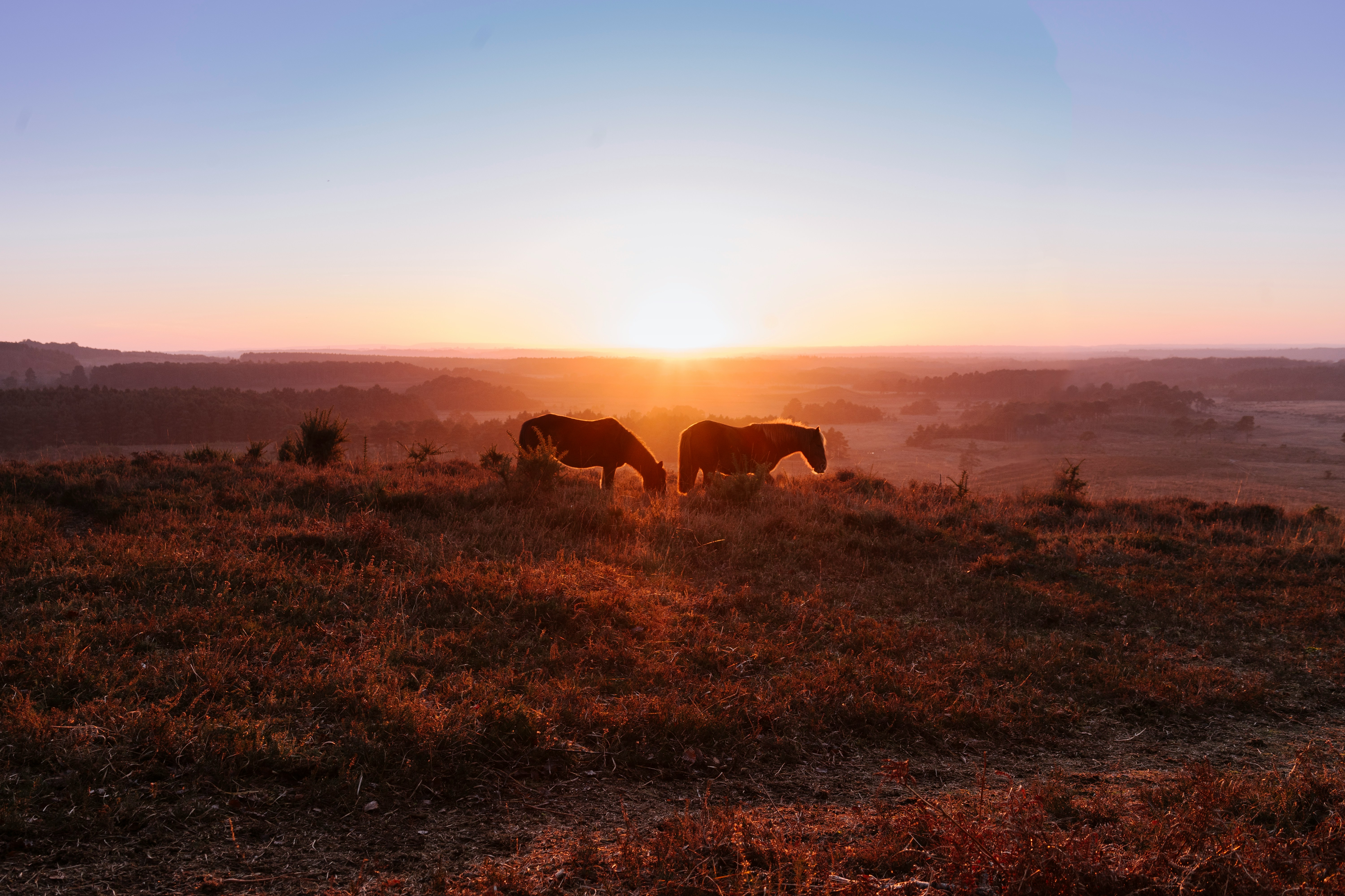 Gravel and Chats: the New Forest Escape